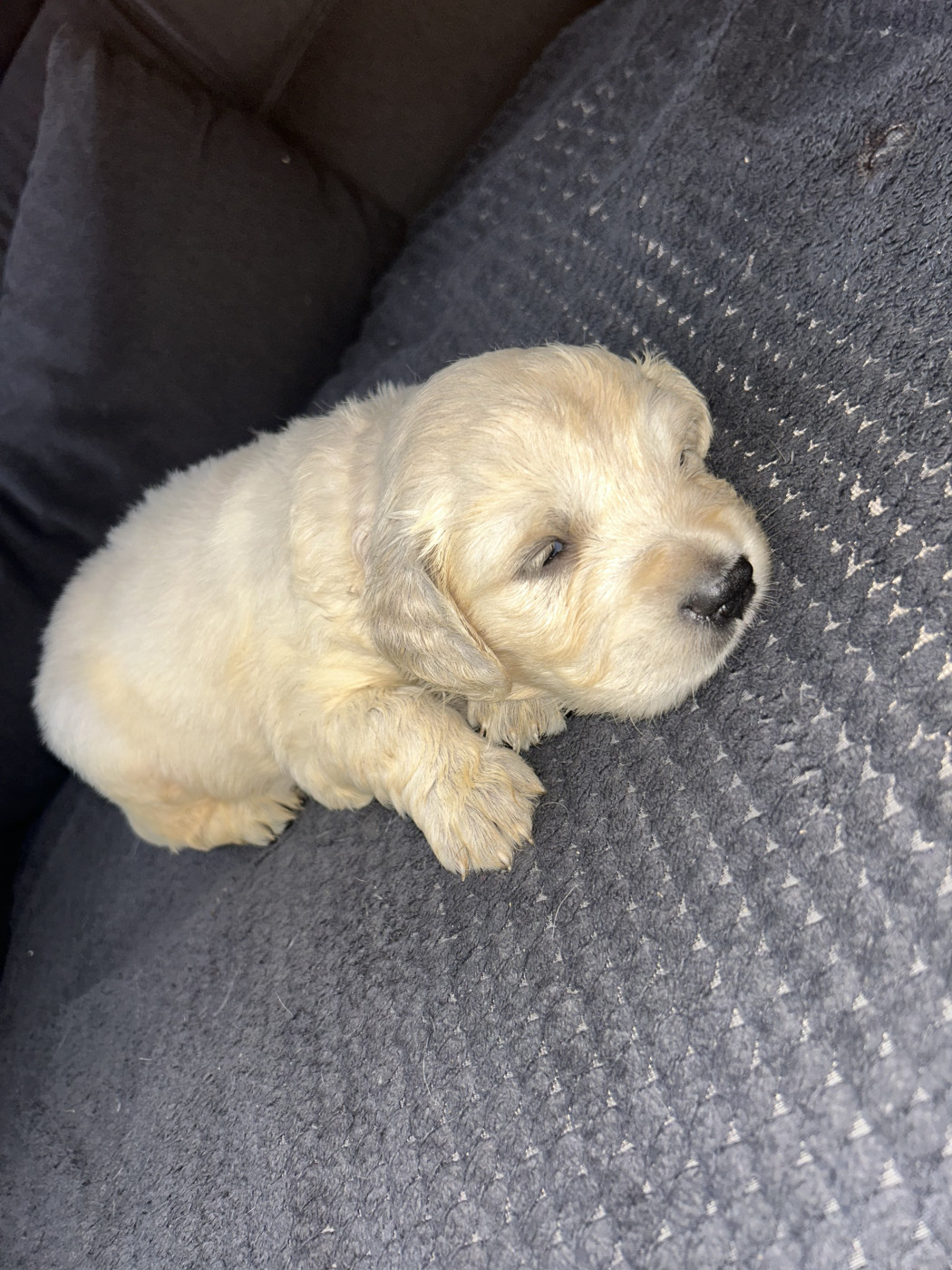 Rouge - Golden Retriever