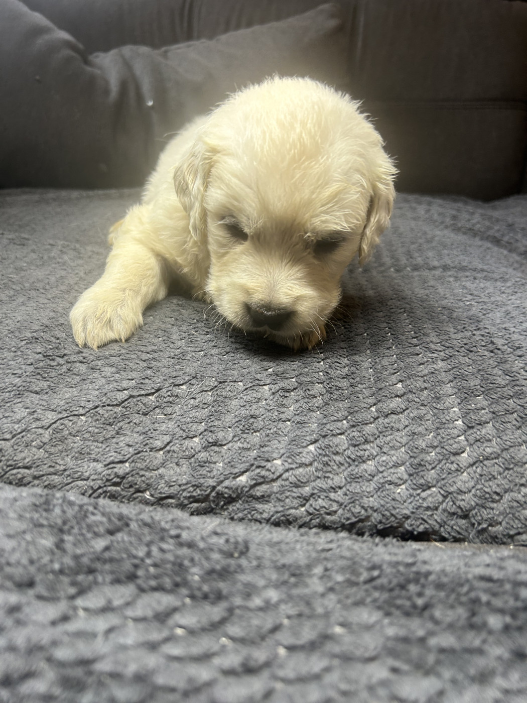 Gris - Golden Retriever