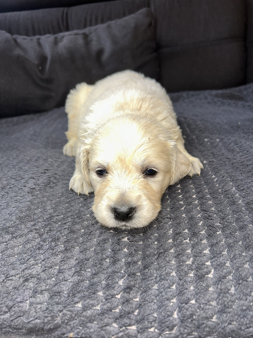 Noir - Golden Retriever