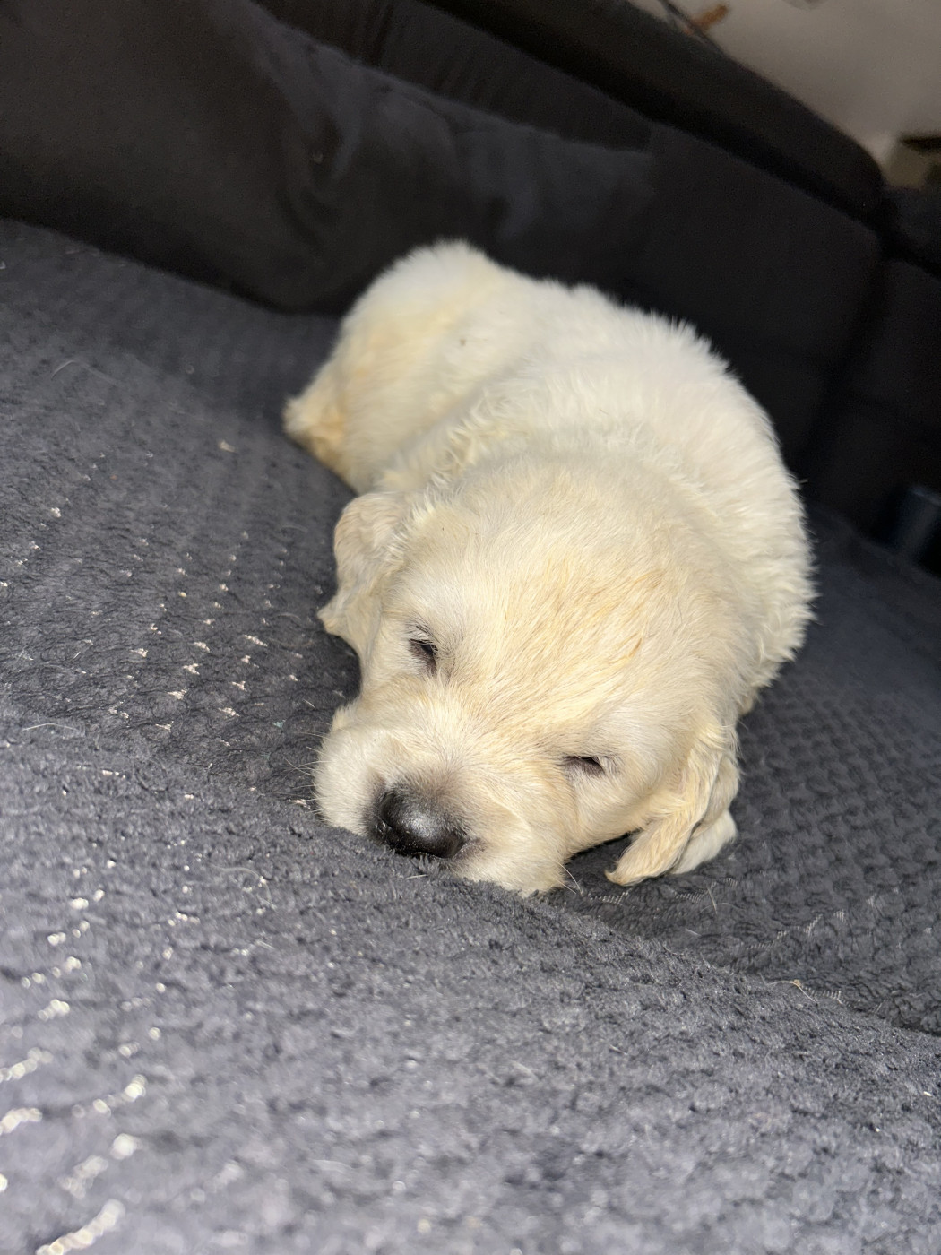 Vert clair - Golden Retriever