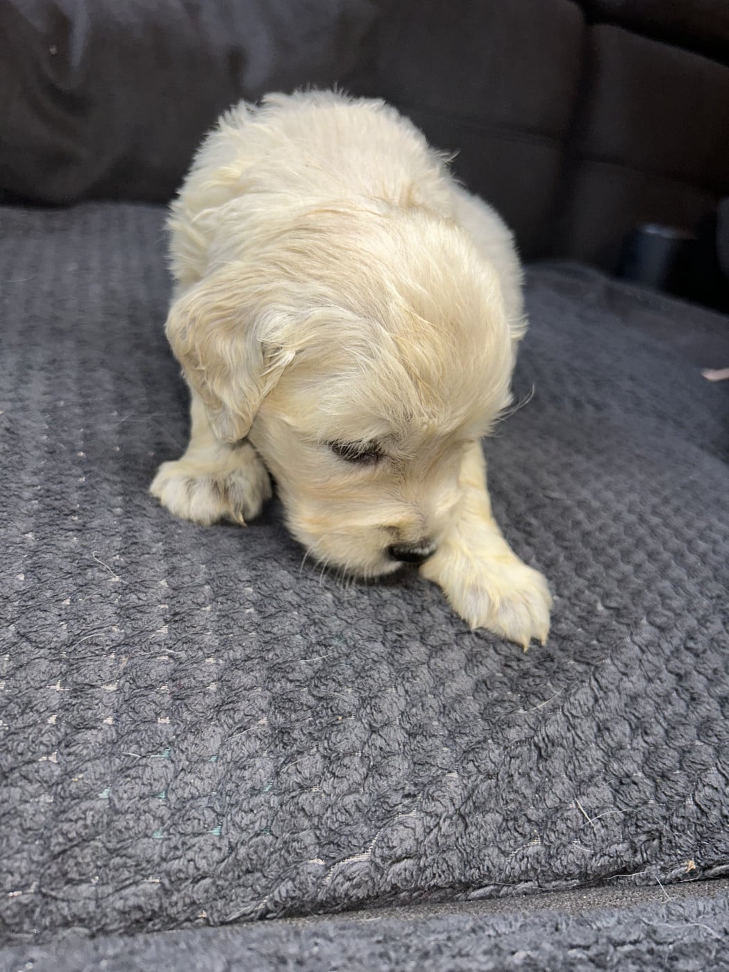 Orange - Golden Retriever