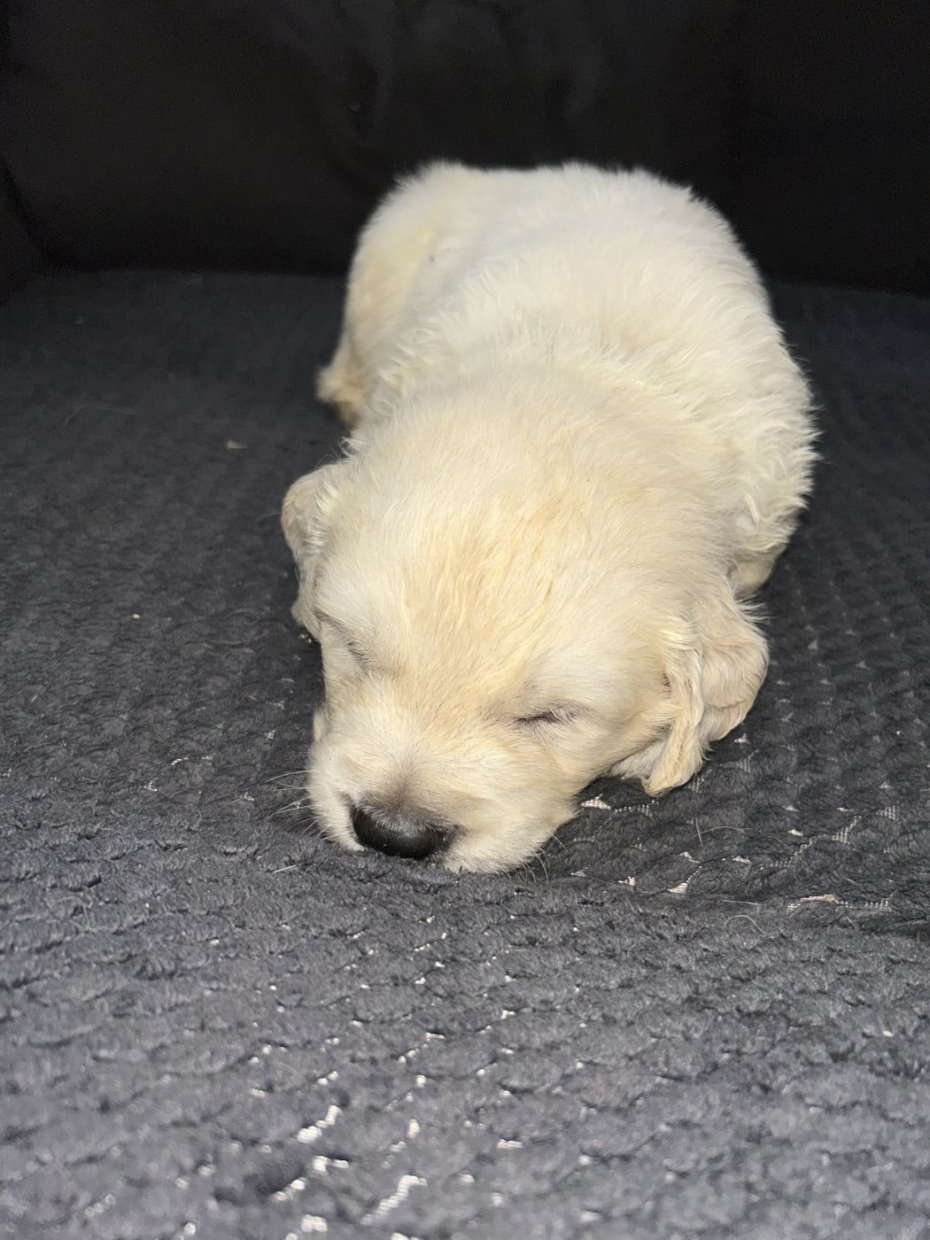 Violette - Golden Retriever