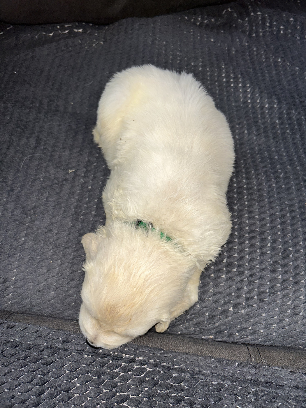 Vert foncé - Golden Retriever