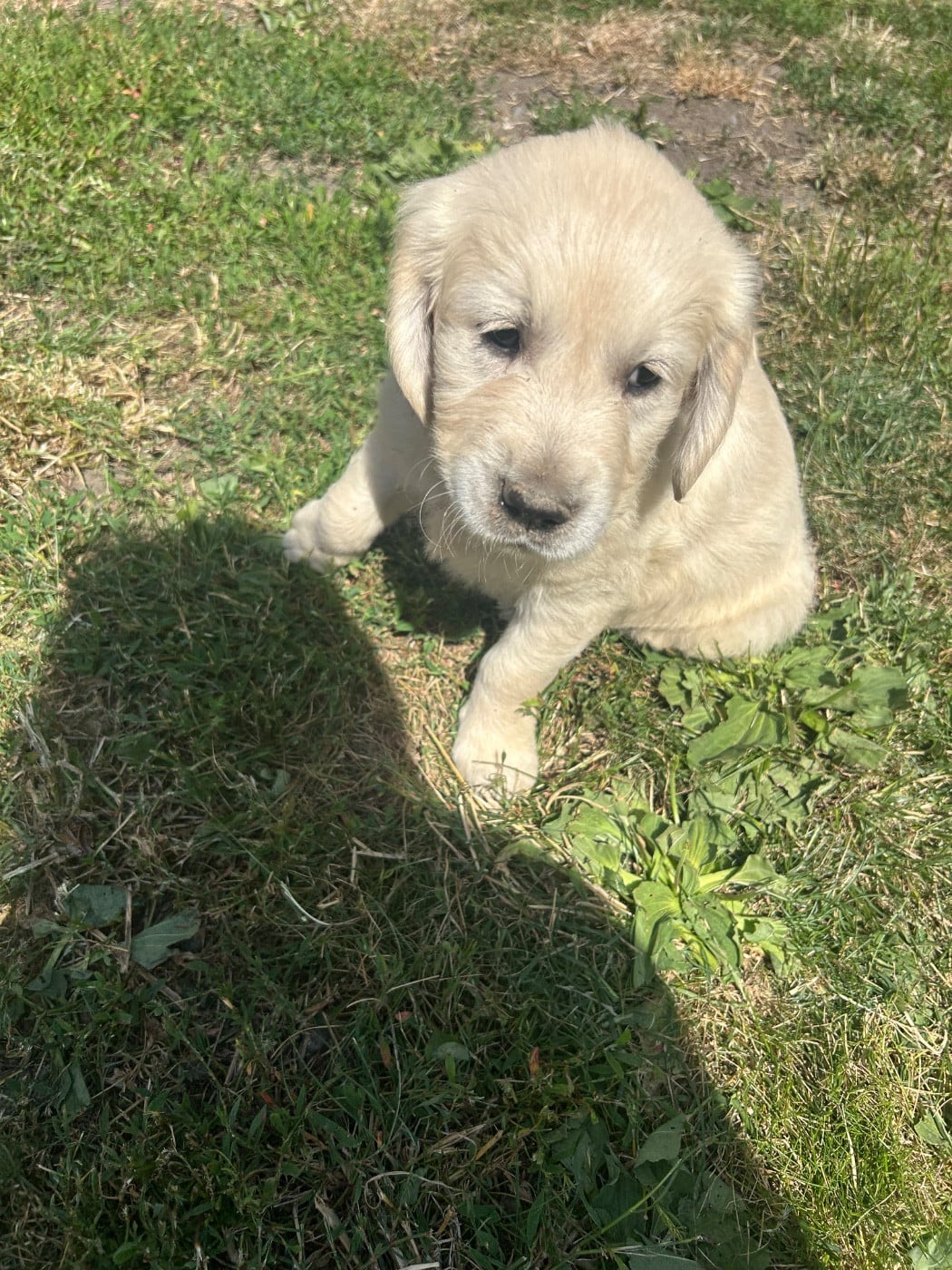 Bounty - Golden Retriever