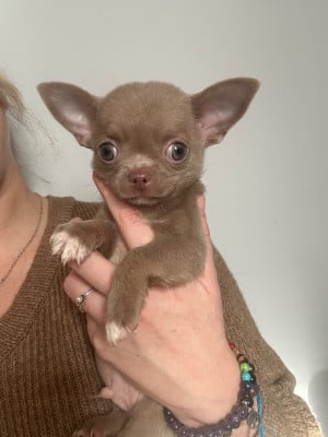 Les chiots de Chihuahua