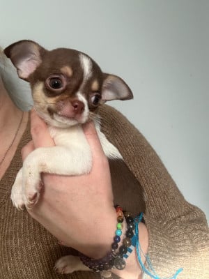 Les chiots de Chihuahua