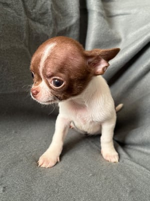 Les chiots de Chihuahua