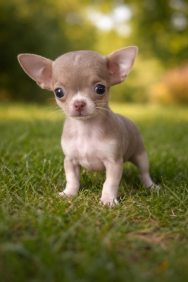 Les chiots de Chihuahua