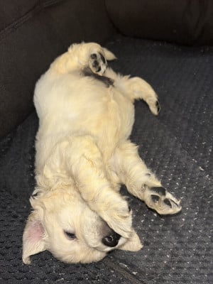Les chiots de Golden Retriever