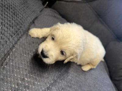 Rose clair - Golden Retriever
