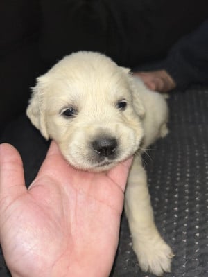Jaune - Golden Retriever