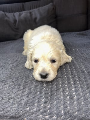 Noir - Golden Retriever