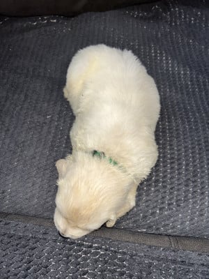 Vert foncé - Golden Retriever
