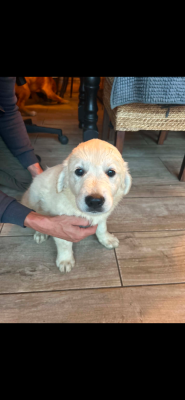 Les chiots de Golden Retriever