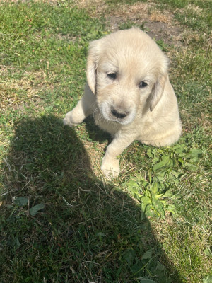 Les chiots de Golden Retriever