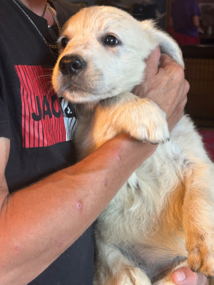 Les chiots de Golden Retriever