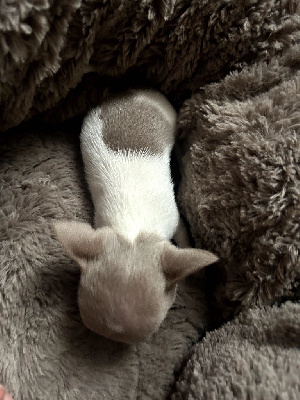 Les chiots de Chihuahua