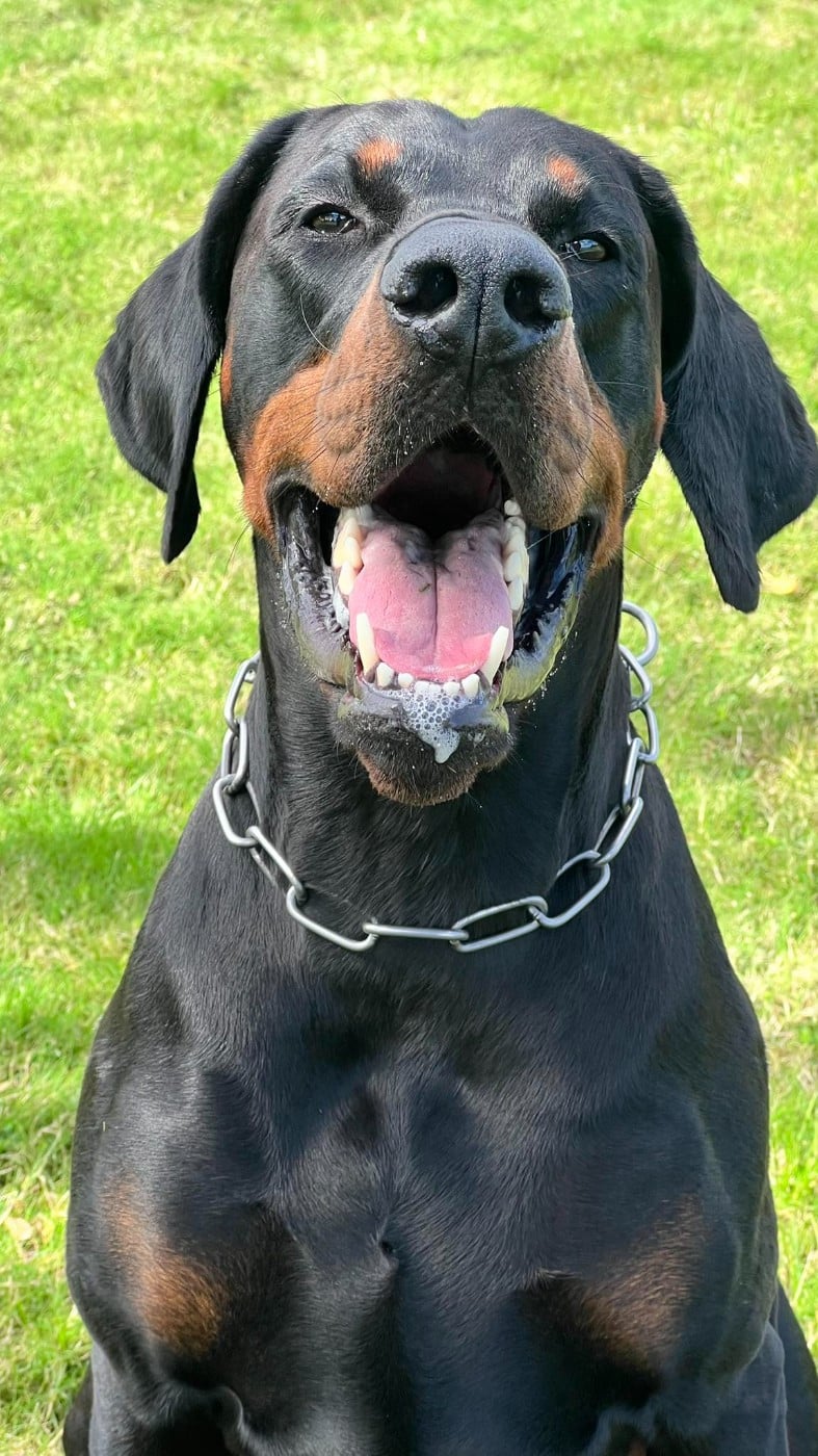 Publication : laura isbled Auteur : Télos Karlos du Parc des Marais