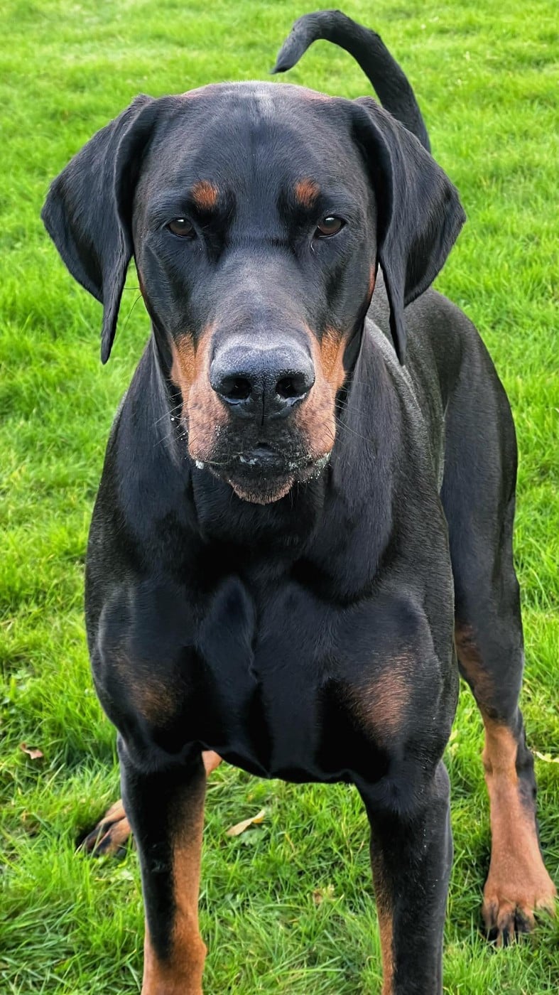 Publication : laura isbled Auteur : Télos Karlos du Parc des Marais