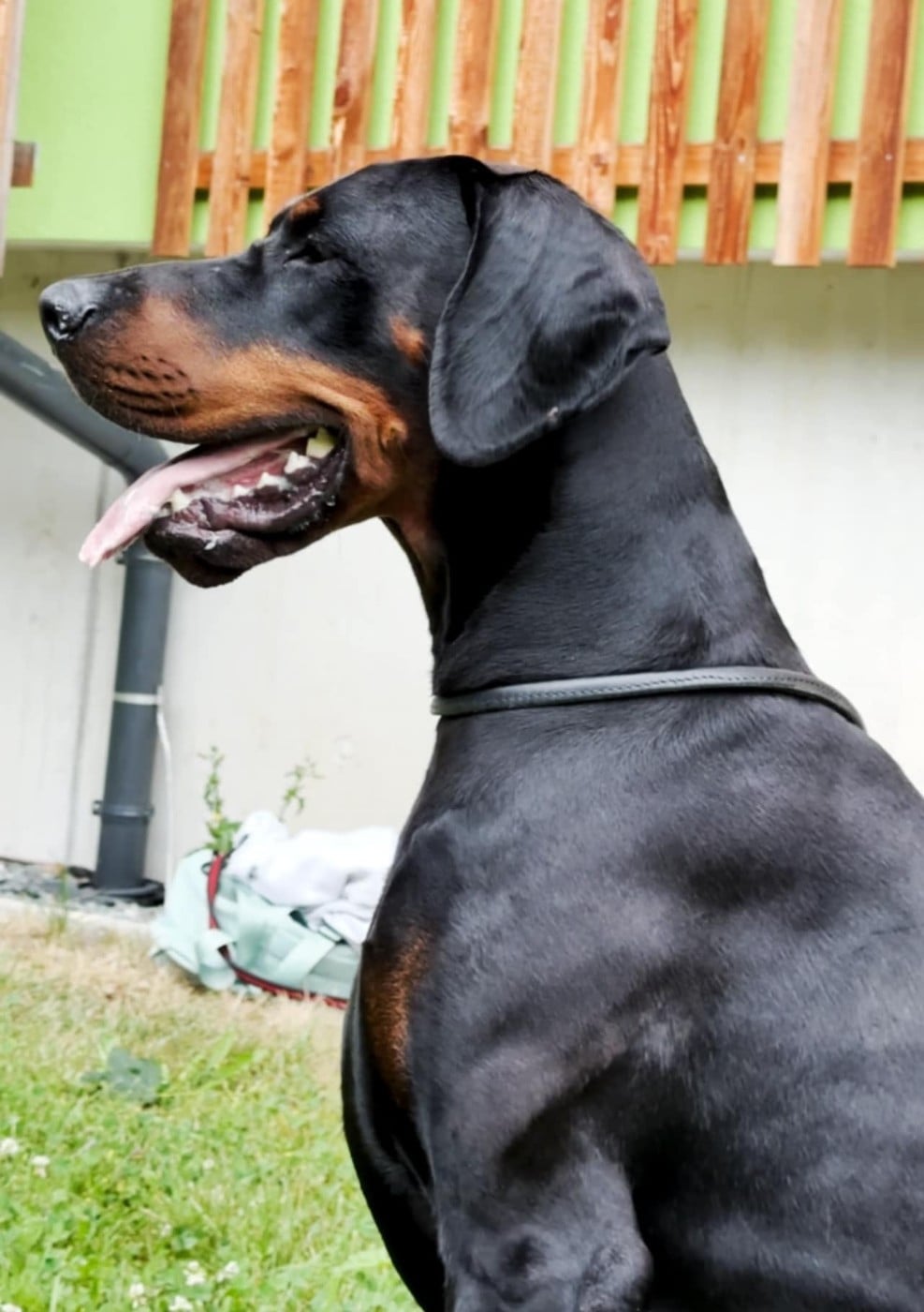 Publication : laura isbled Auteur : Télos Karlos du Parc des Marais