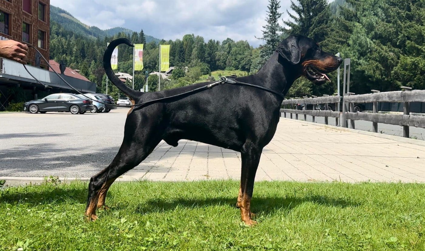 Publication : laura isbled Auteur : Télos Karlos du Parc des Marais