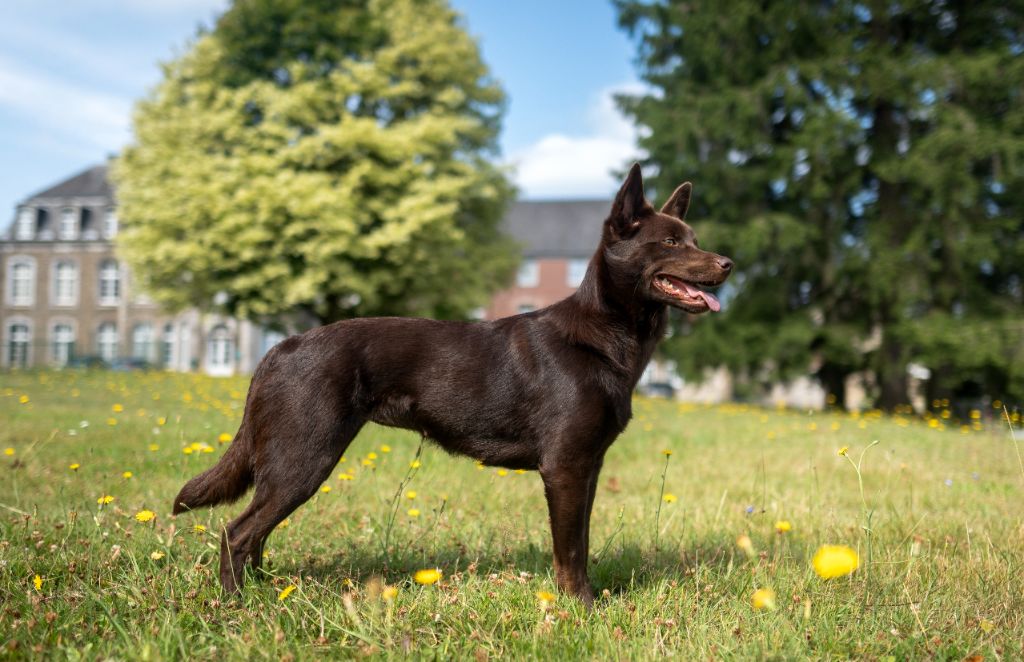 U'byyou Des Bergers De La Croix