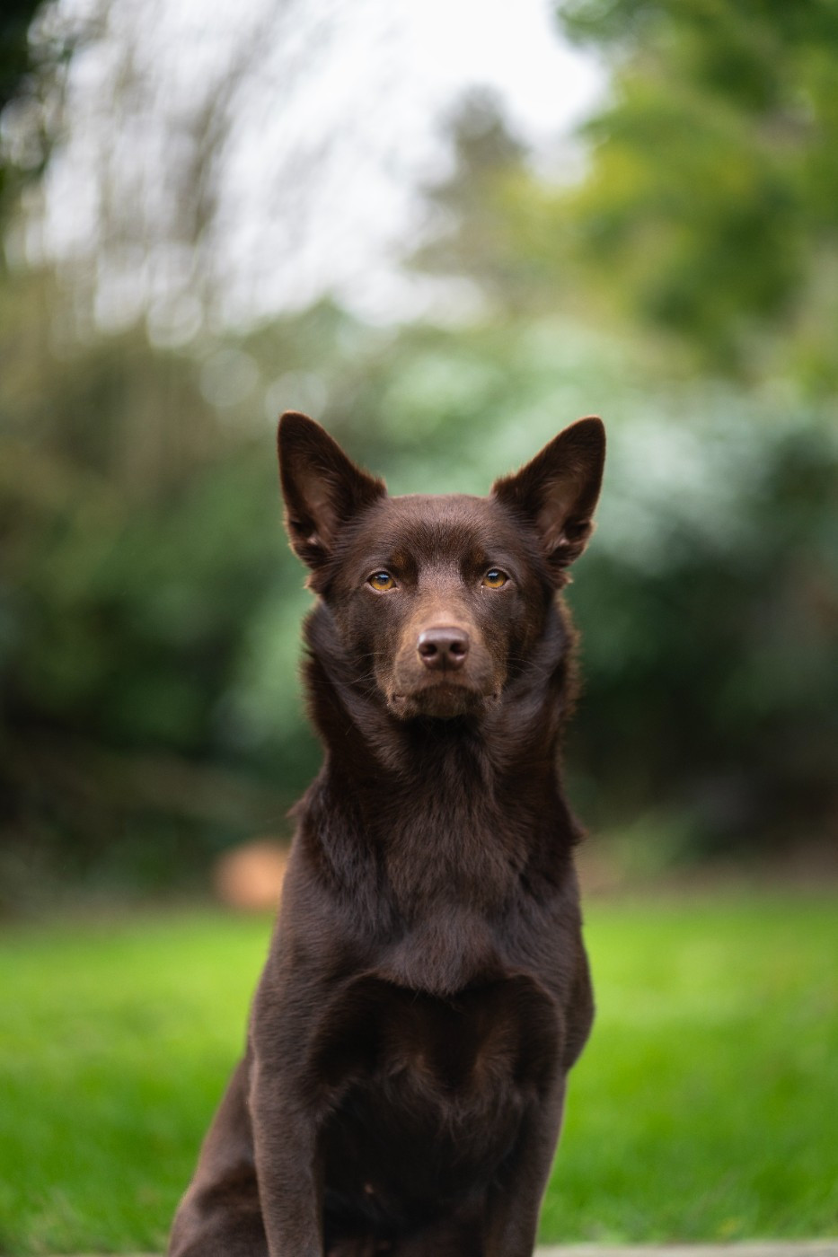CH. U'byyou Des Bergers De La Croix