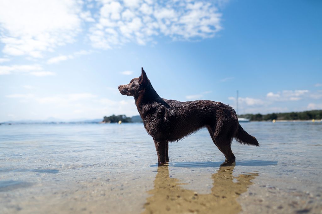 U'byyou Des Bergers De La Croix