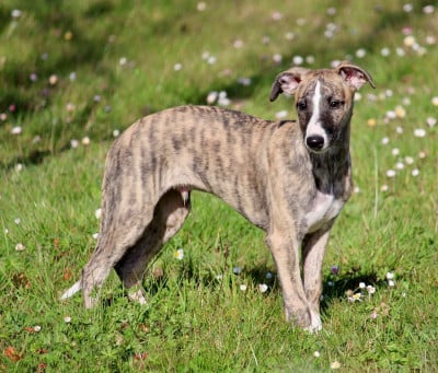 Les chiots de Whippet
