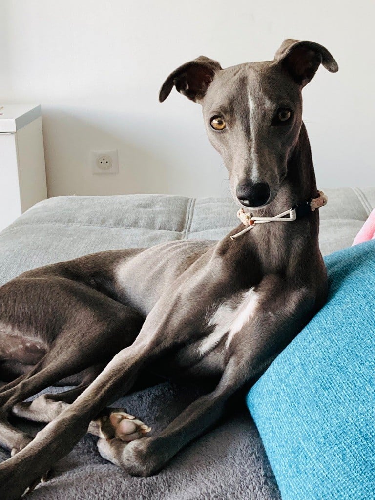 Radio gaga James Gang