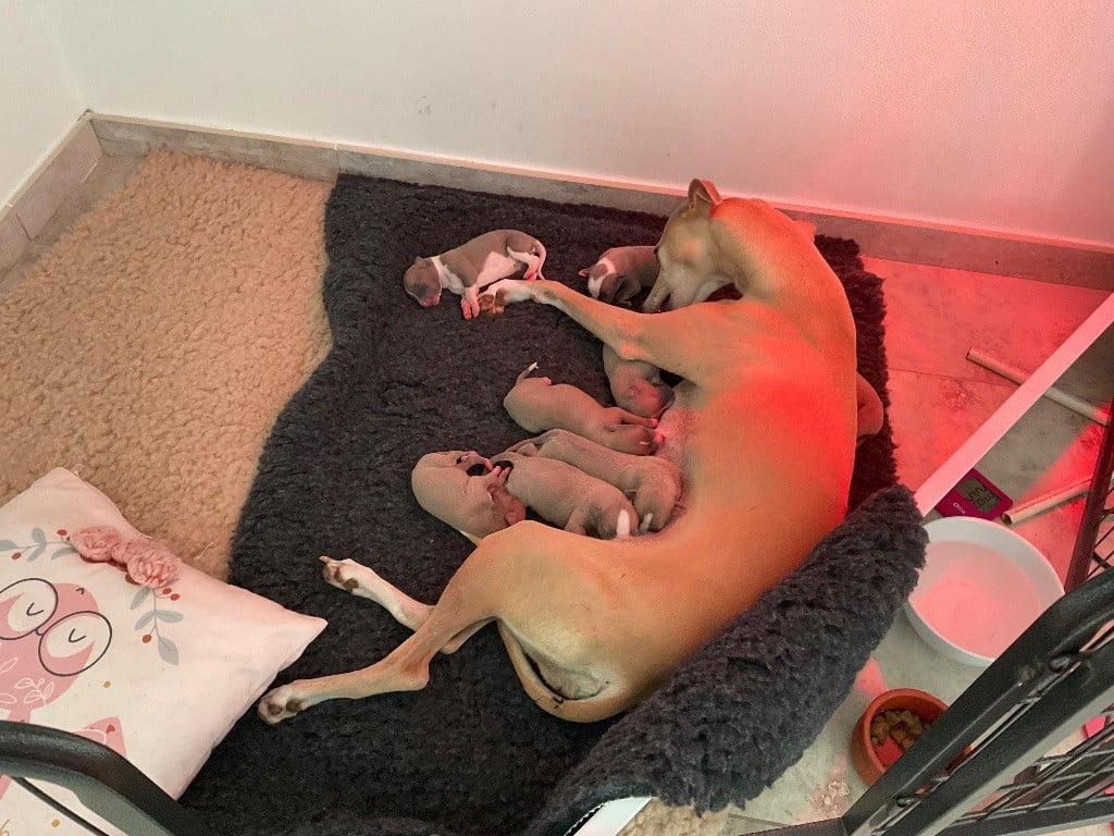 Sunflower Blue Coast Paradise