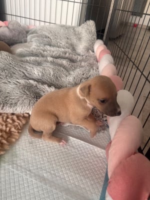 Les chiots de Whippet