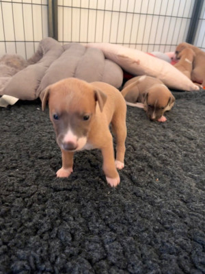 Les chiots de Whippet