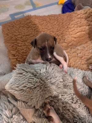 Les chiots de Whippet