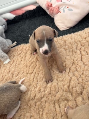 Les chiots de Whippet