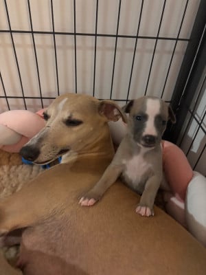 Les chiots de Whippet
