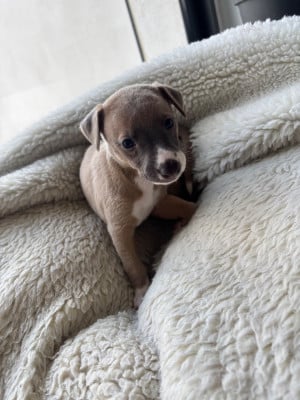 Les chiots de Whippet