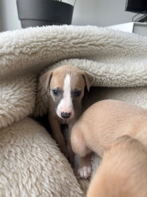 Les chiots de Whippet