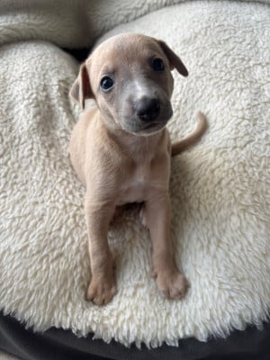 Les chiots de Whippet