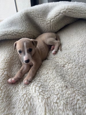 Les chiots de Whippet