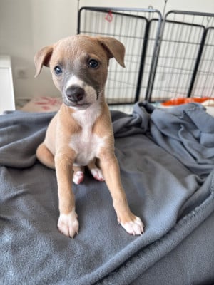 Les chiots de Whippet