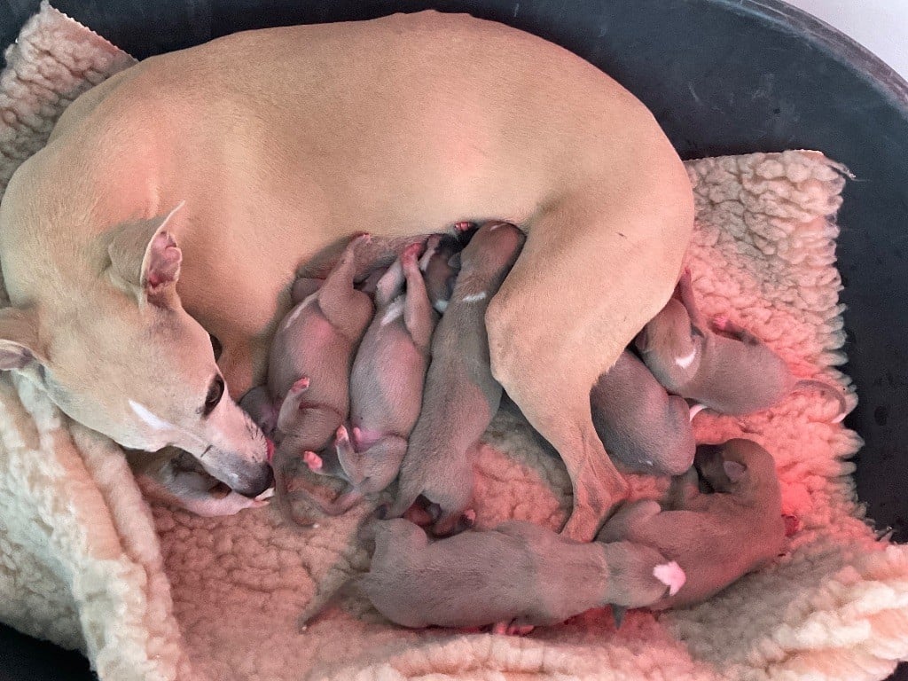 Whippet - Blue Coast Paradise