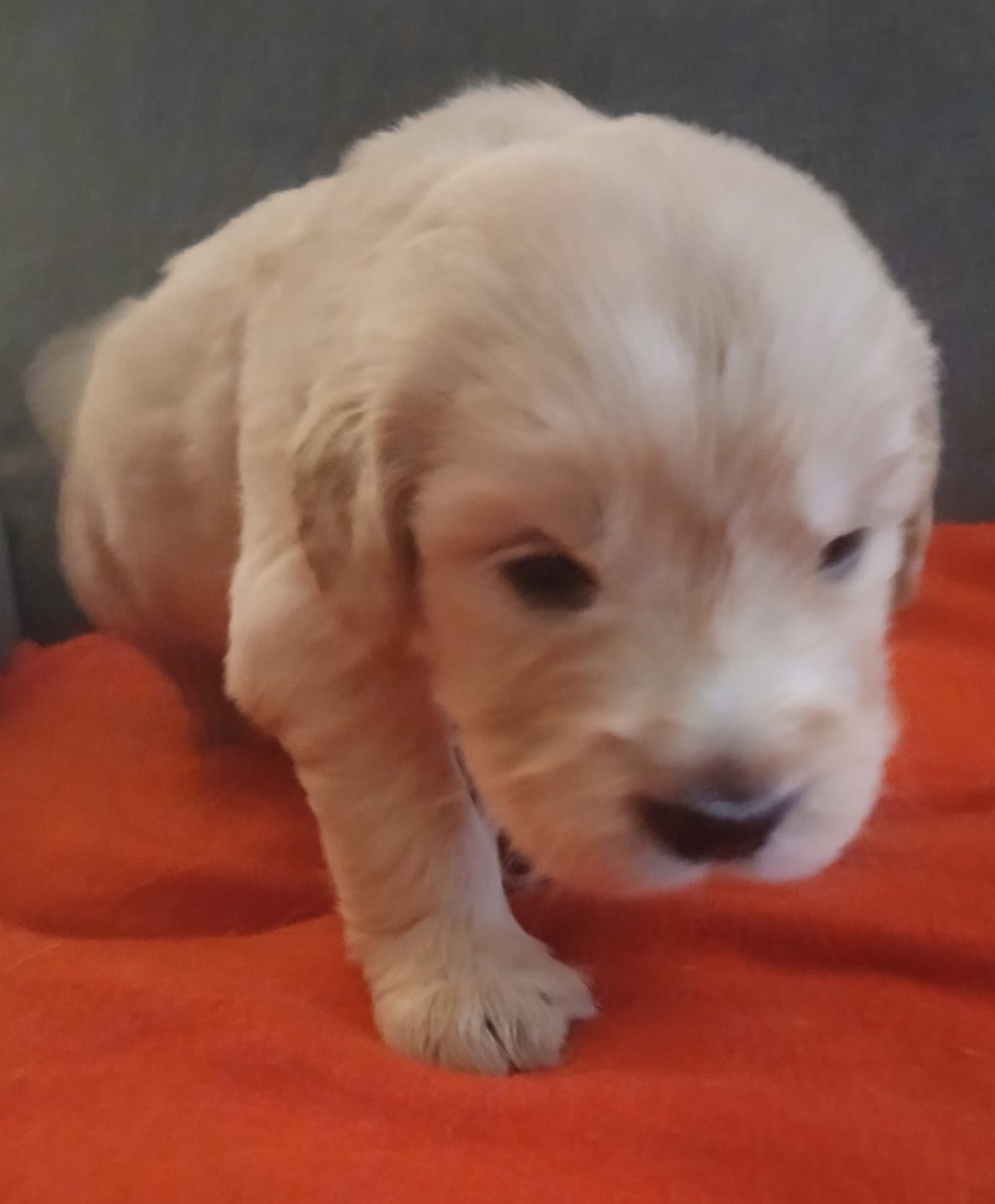 Golden Retriever - (Sans Affixe)