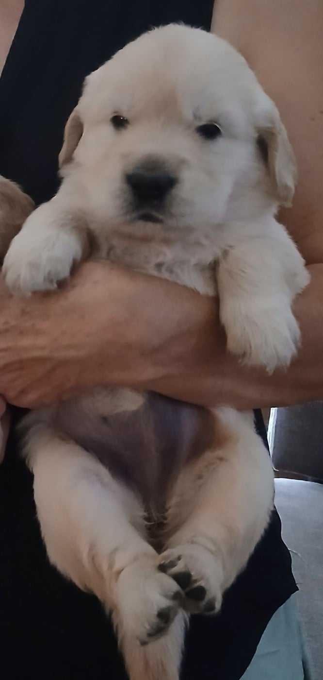 Golden Retriever - (Sans Affixe)