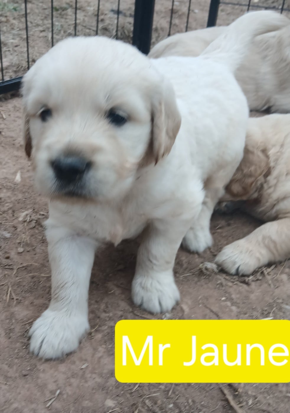 Golden Retriever - (Sans Affixe)