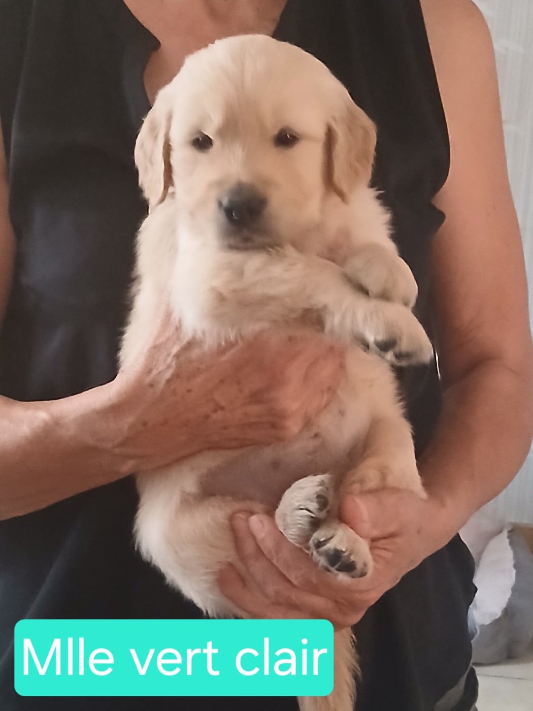 Golden Retriever - (Sans Affixe)