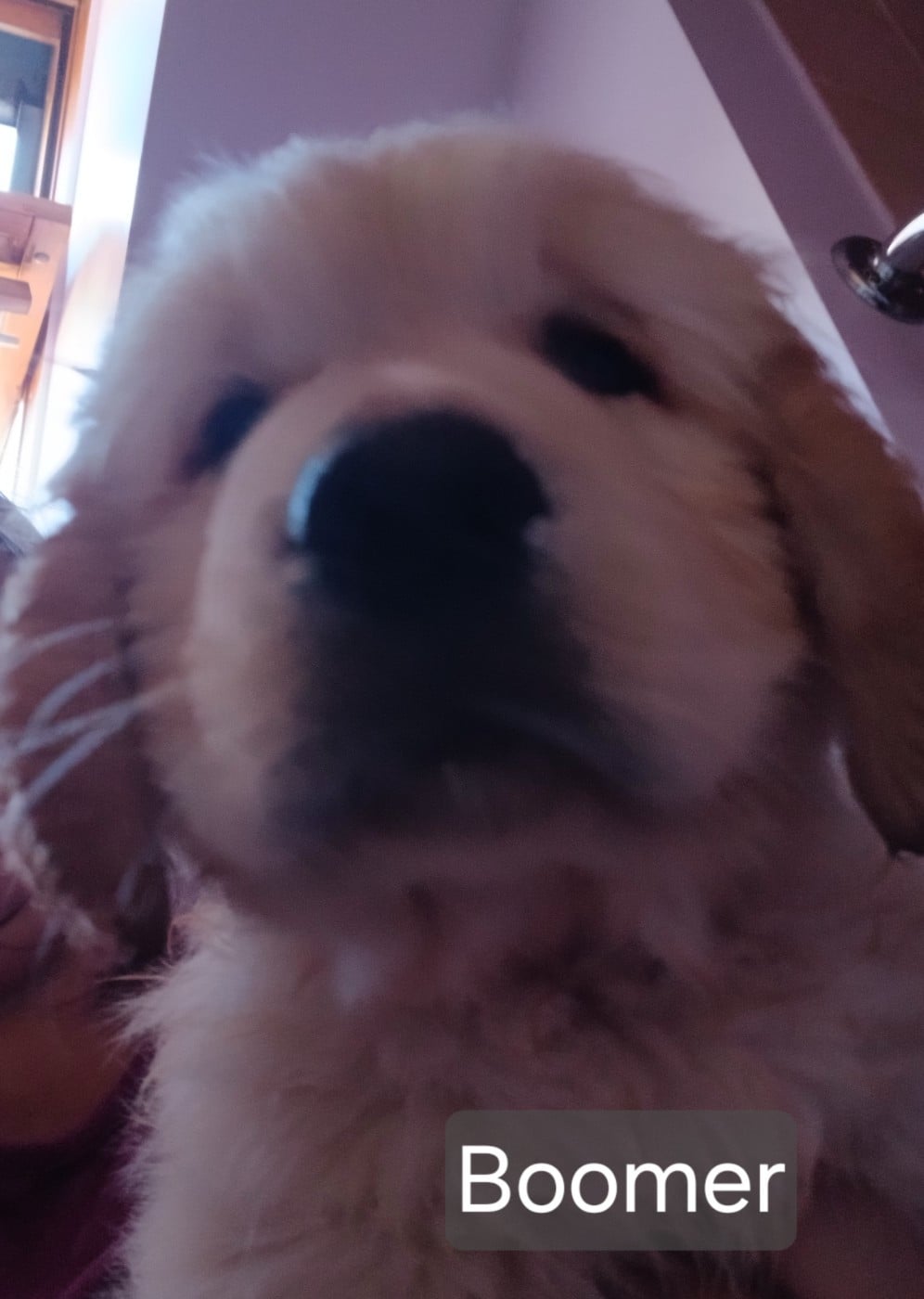 Golden Retriever - Des Amis De Link