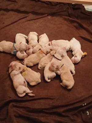 Les chiots de Golden Retriever