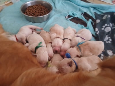 Les chiots de Golden Retriever