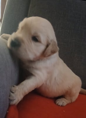 Les chiots de Golden Retriever